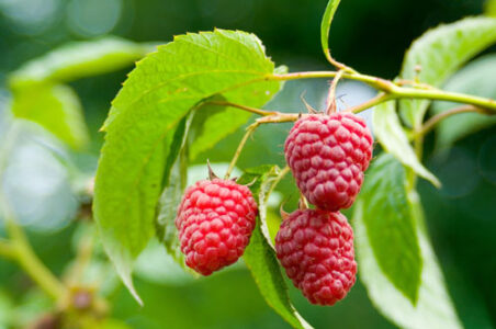 How to Grow Raspberries Image